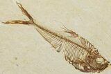 Two Fossil Fish (Knightia & Diplomystus) - Wyoming #234212-1